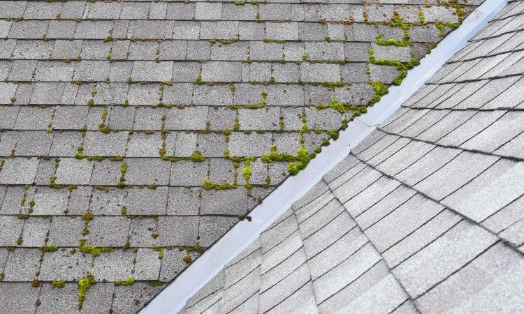 How to Remove Mold From The Roof